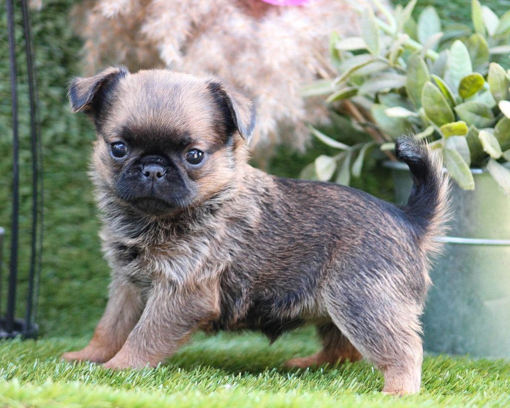 chiot Petit Brabançon Des Crocs Du Mas