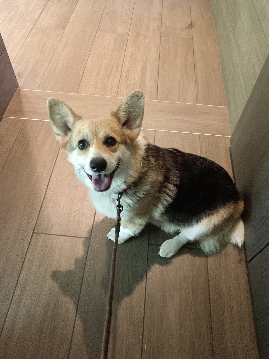 Zojka Z Doliny Debow (Sans Affixe)