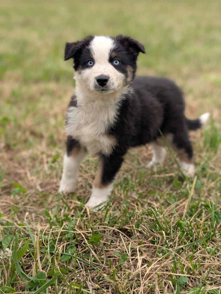 Des Crocs Du Mas - Chiots disponibles - Berger Australien