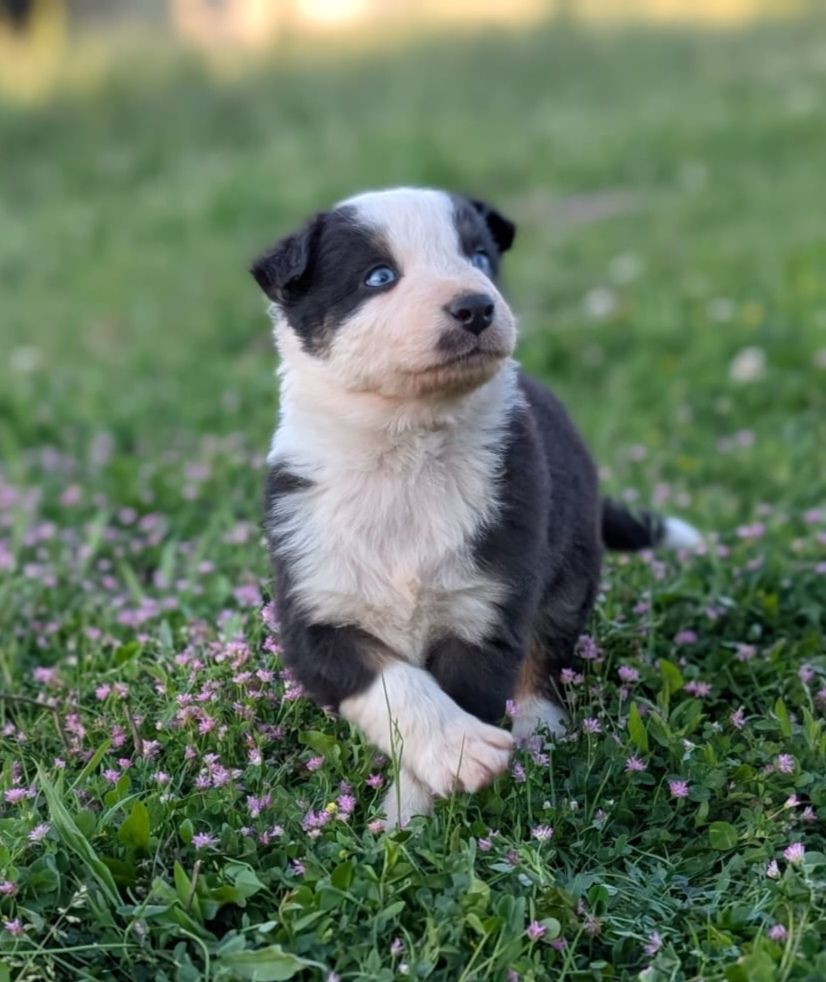 Des Crocs Du Mas - Chiots disponibles - Berger Australien