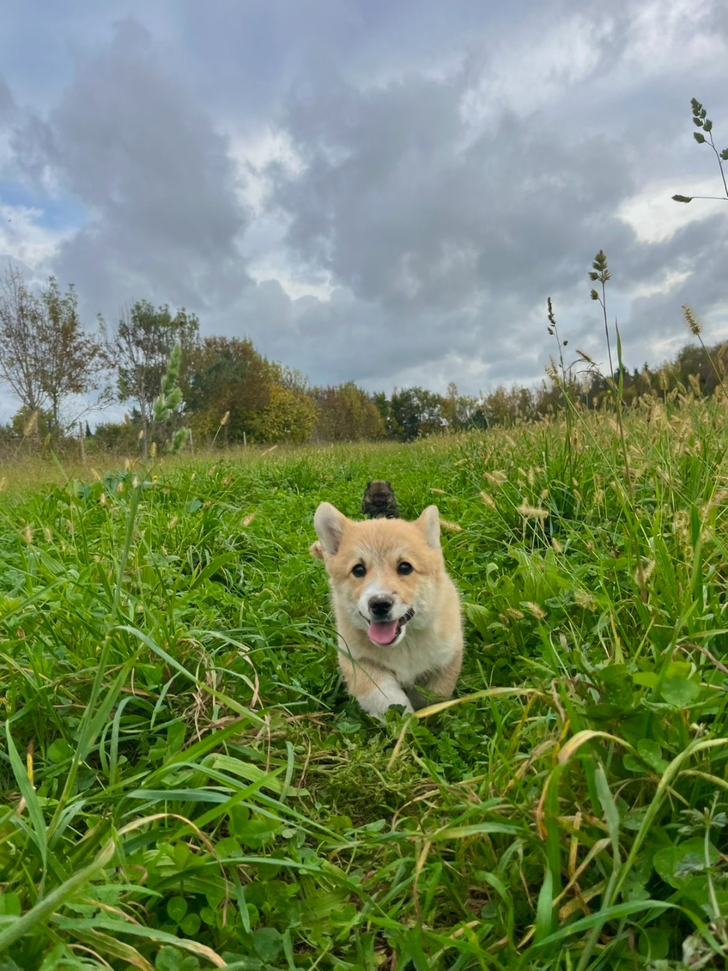 Des Crocs Du Mas - Welsh Corgi Pembroke - Portée née le 11/08/2025