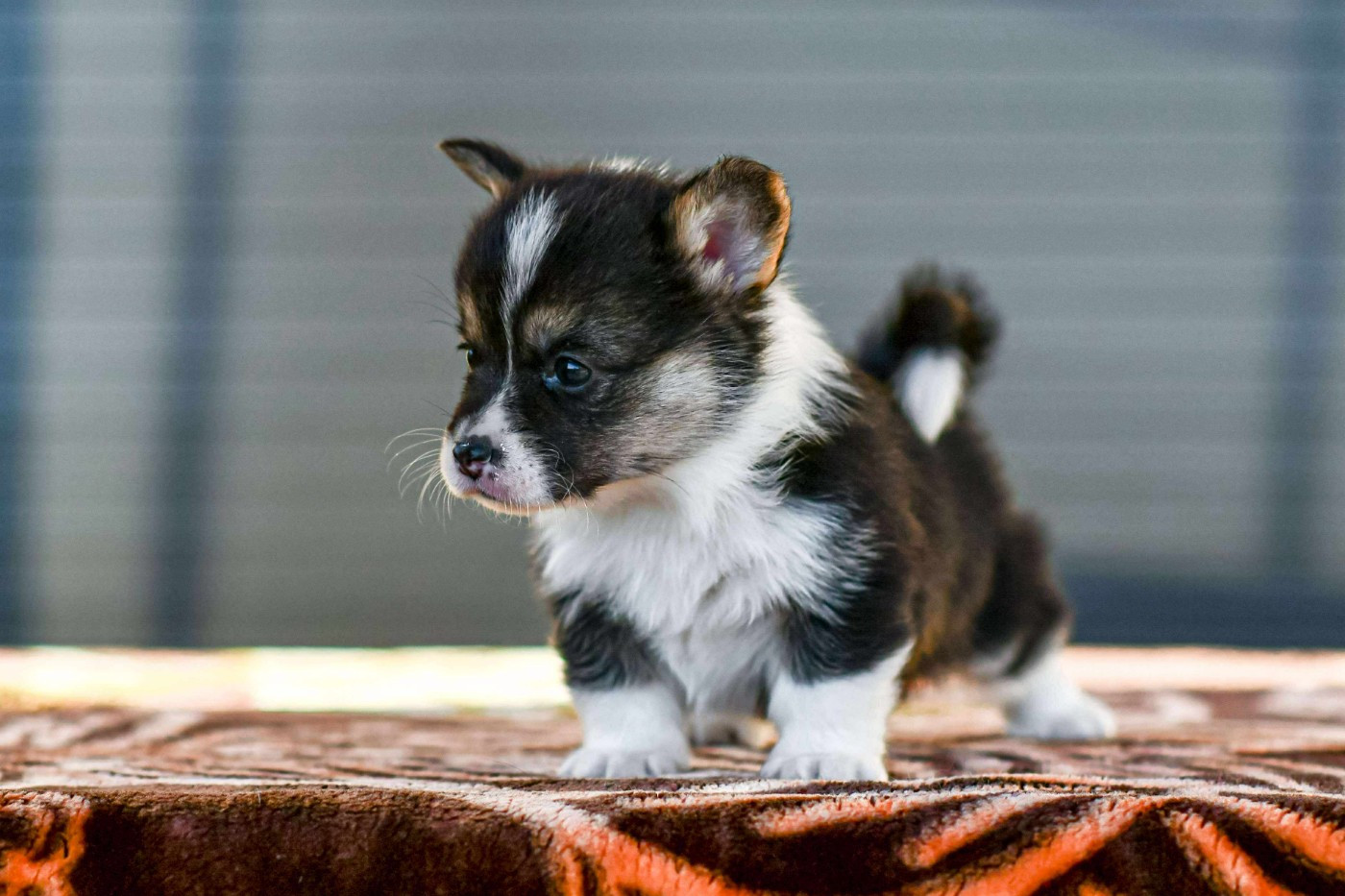 Des Crocs Du Mas - Chiots disponibles - Welsh Corgi Pembroke