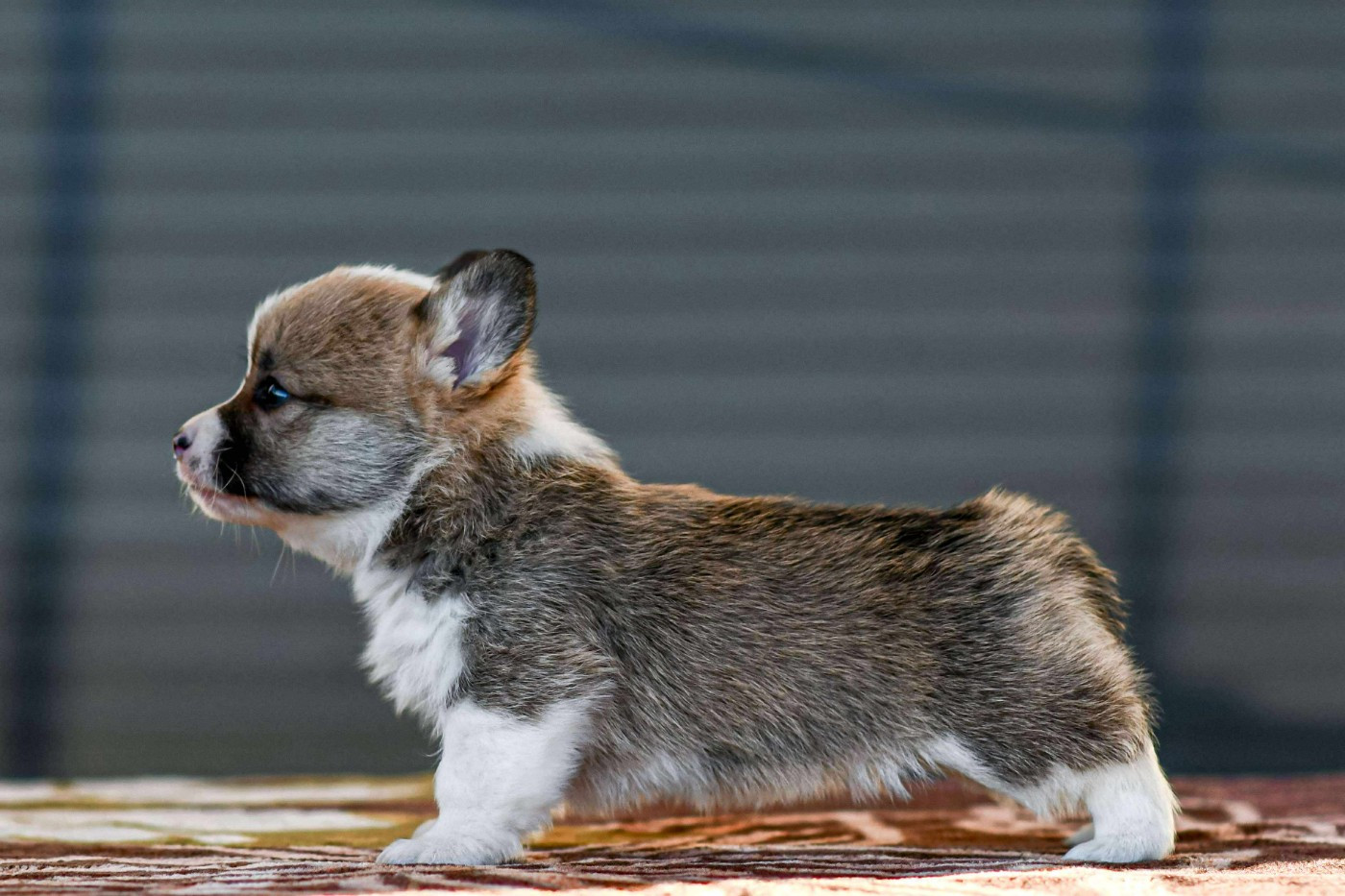 Des Crocs Du Mas - Chiots disponibles - Welsh Corgi Pembroke