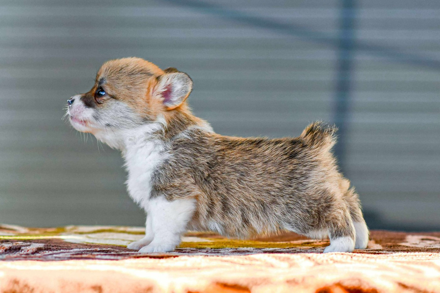 Des Crocs Du Mas - Chiots disponibles - Welsh Corgi Pembroke