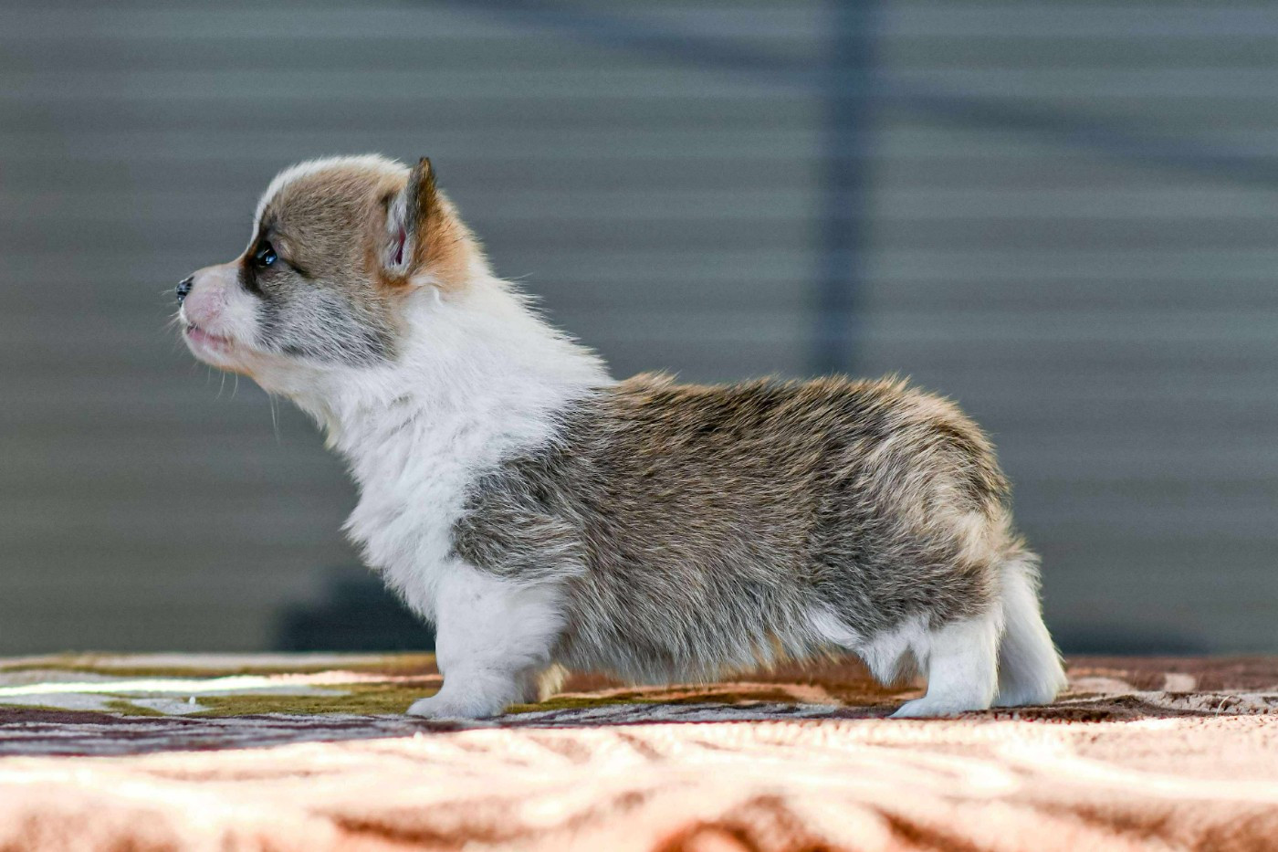 Des Crocs Du Mas - Chiots disponibles - Welsh Corgi Pembroke