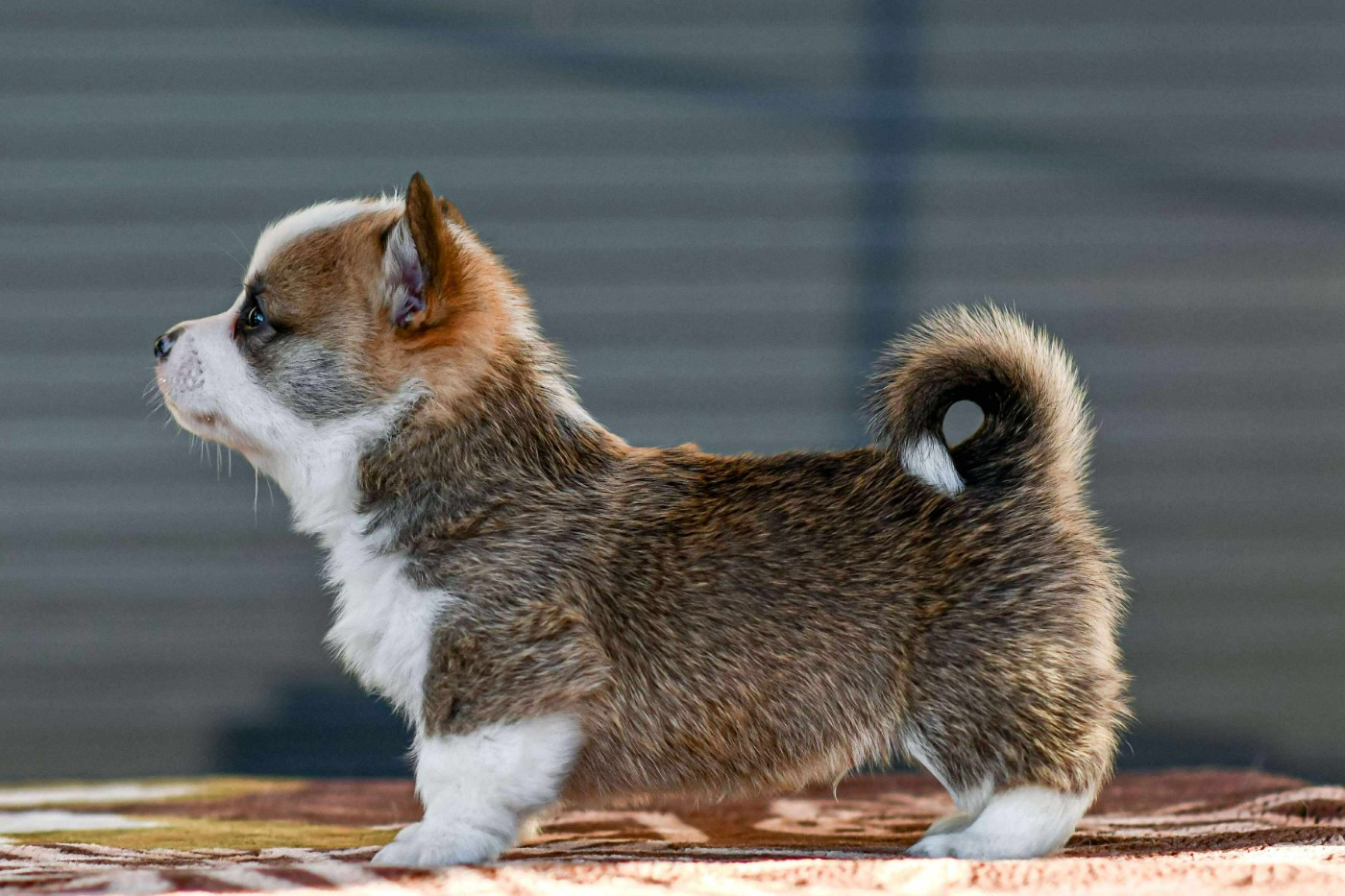 Des Crocs Du Mas - Chiots disponibles - Welsh Corgi Pembroke