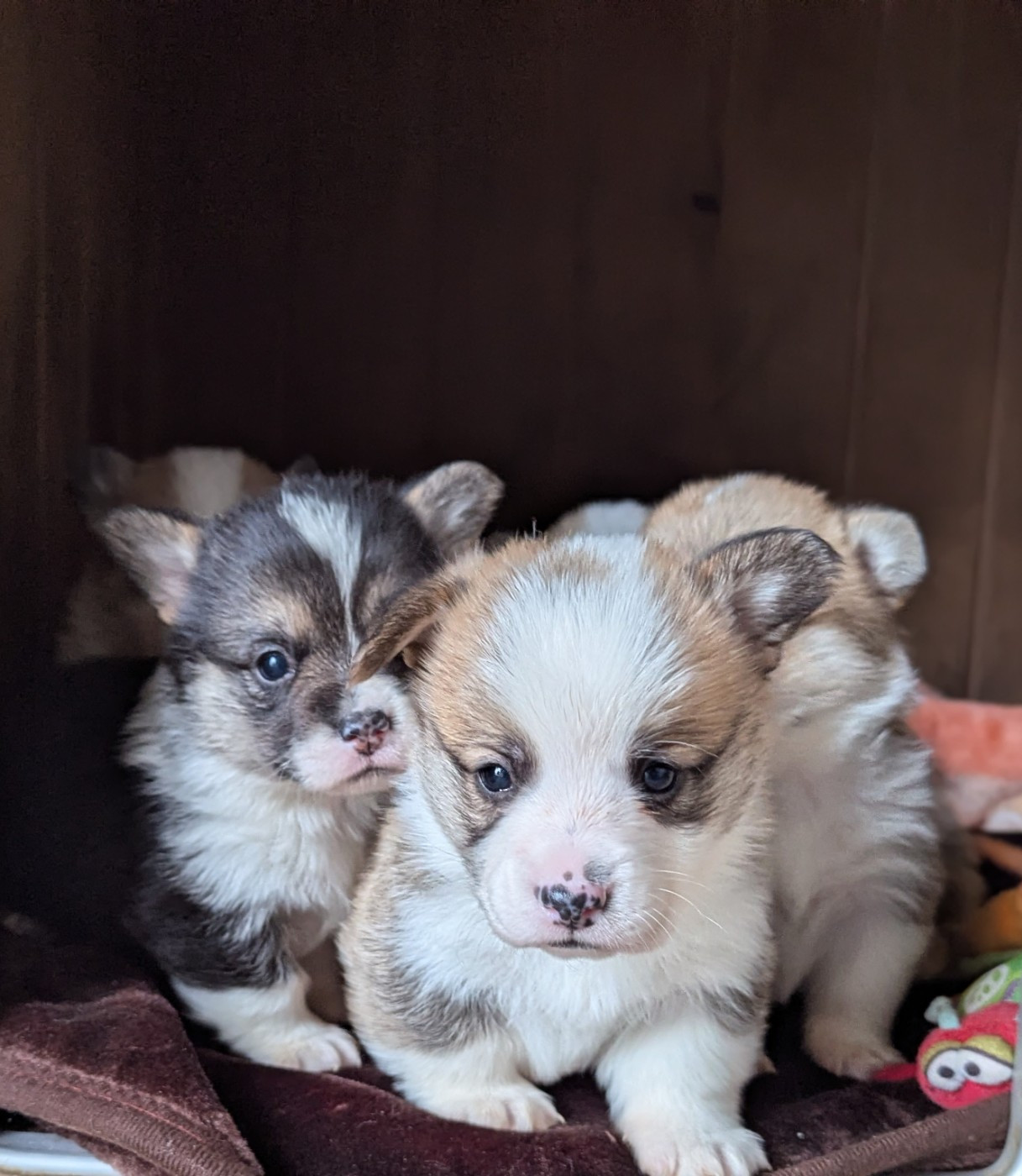 Des Crocs Du Mas - Welsh Corgi Pembroke - Portée née le 04/11/2025