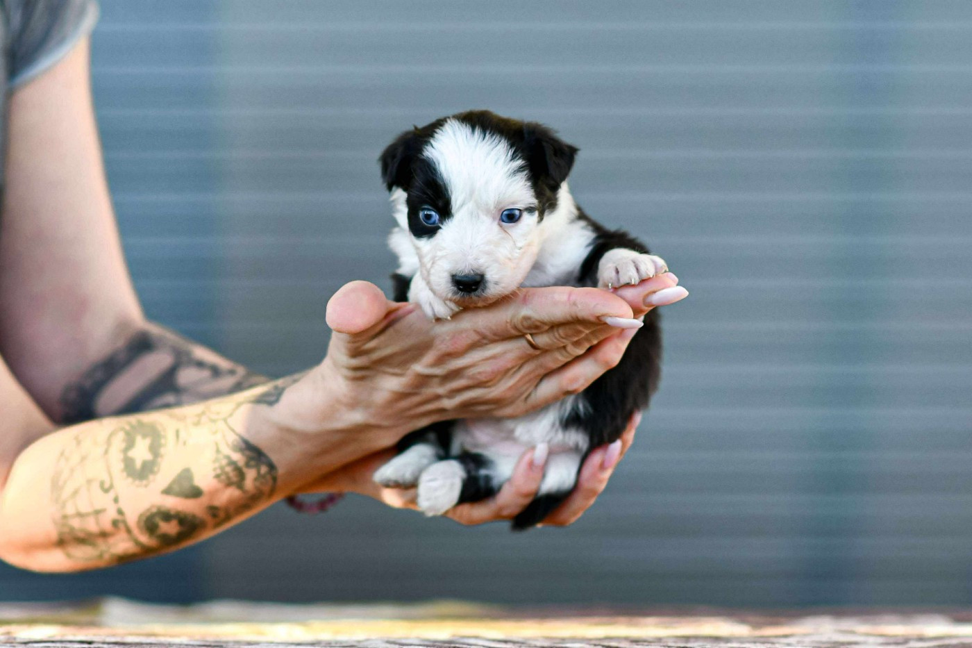 Des Crocs Du Mas - Chiots disponibles - Berger Australien