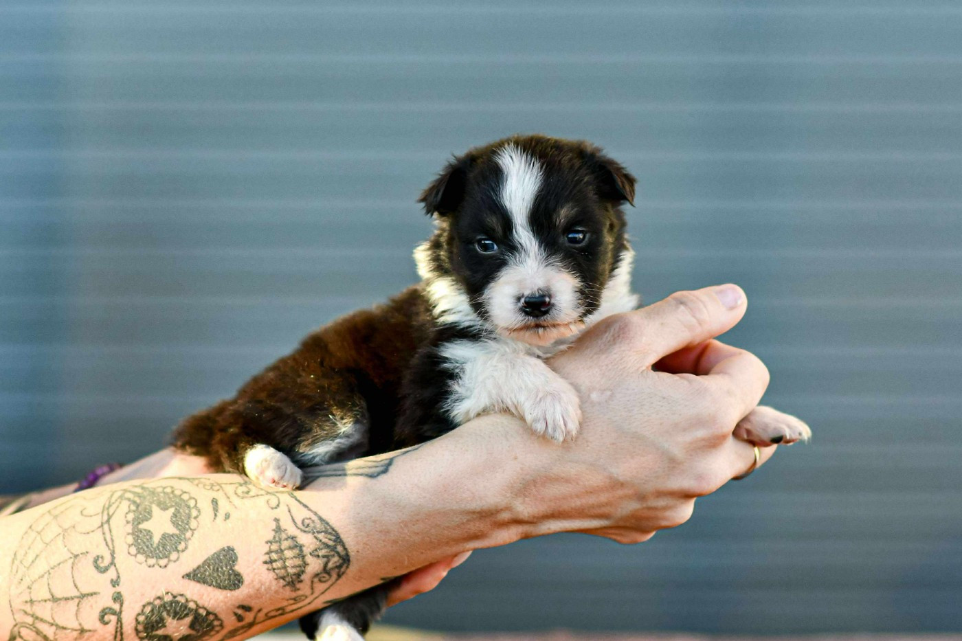 Des Crocs Du Mas - Chiots disponibles - Berger Australien