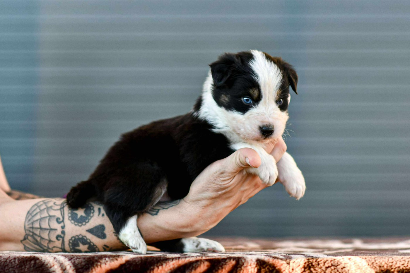 Des Crocs Du Mas - Chiots disponibles - Berger Australien