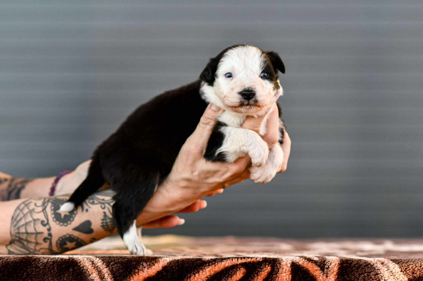Des Crocs Du Mas - Chiots disponibles - Berger Australien