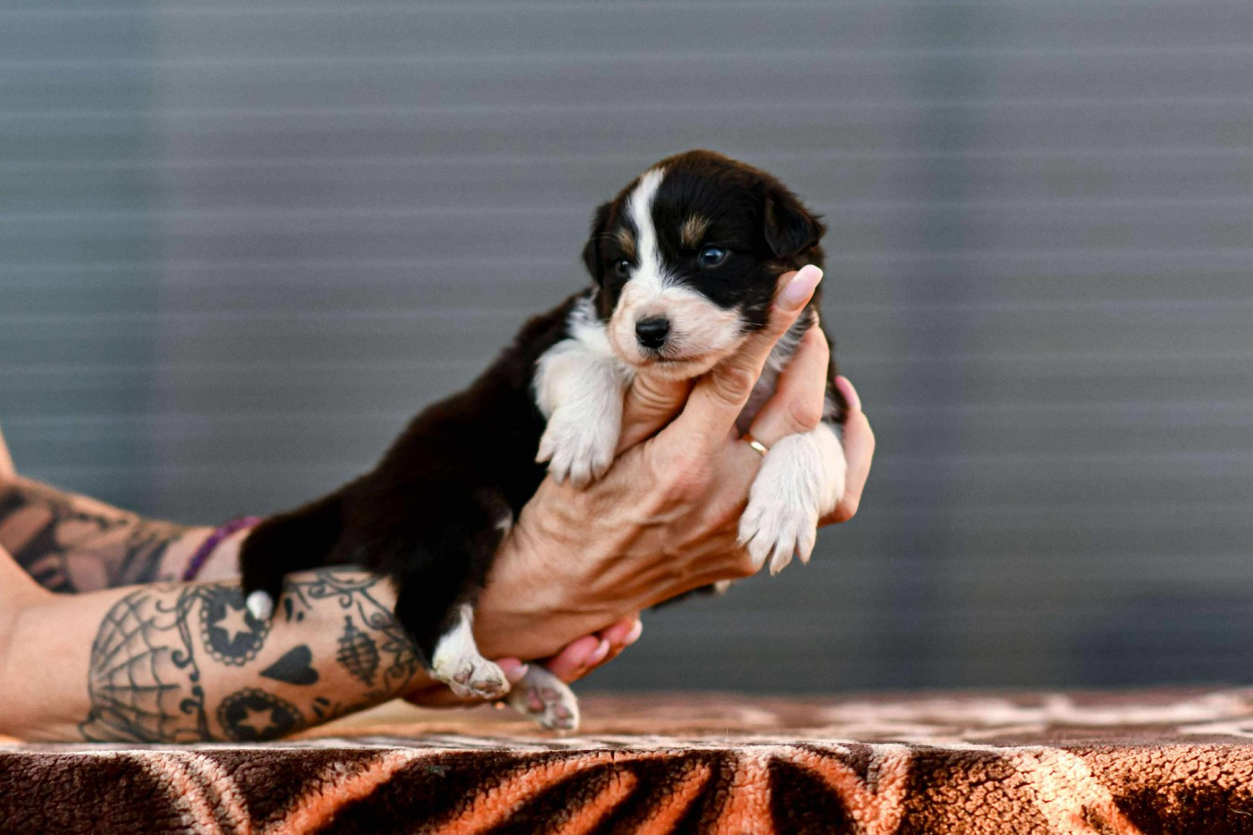 Des Crocs Du Mas - Chiots disponibles - Berger Australien