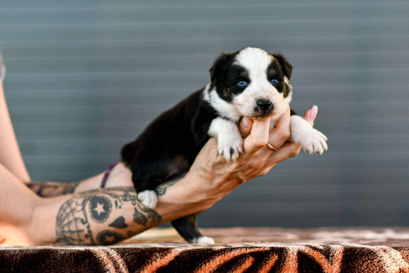 Des Crocs Du Mas - Chiots disponibles - Berger Australien