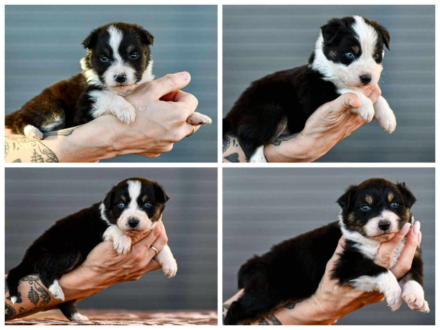 Chiot Berger Australien Des Crocs Du Mas