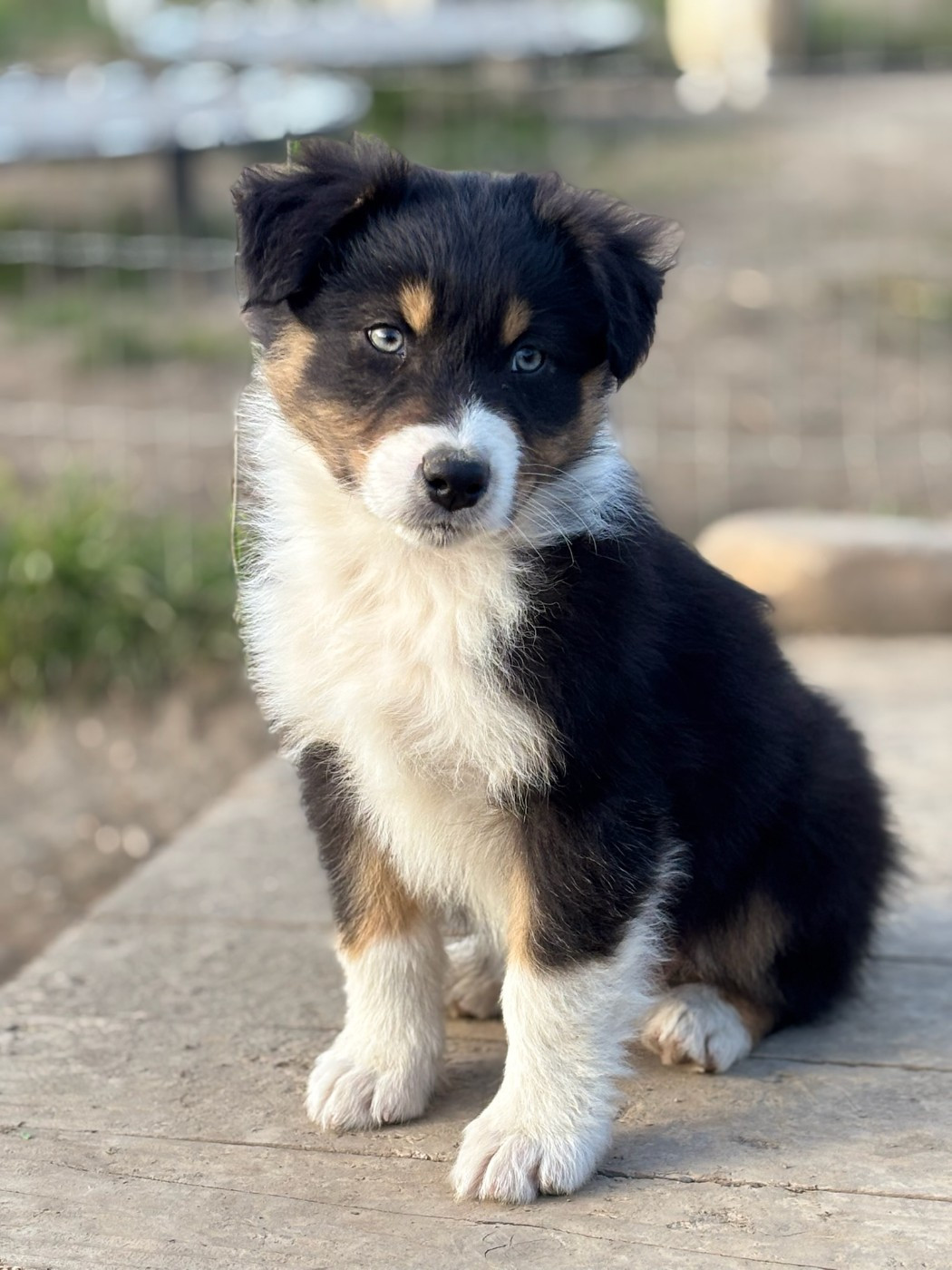 Des Crocs Du Mas - Chiots disponibles - Berger Australien