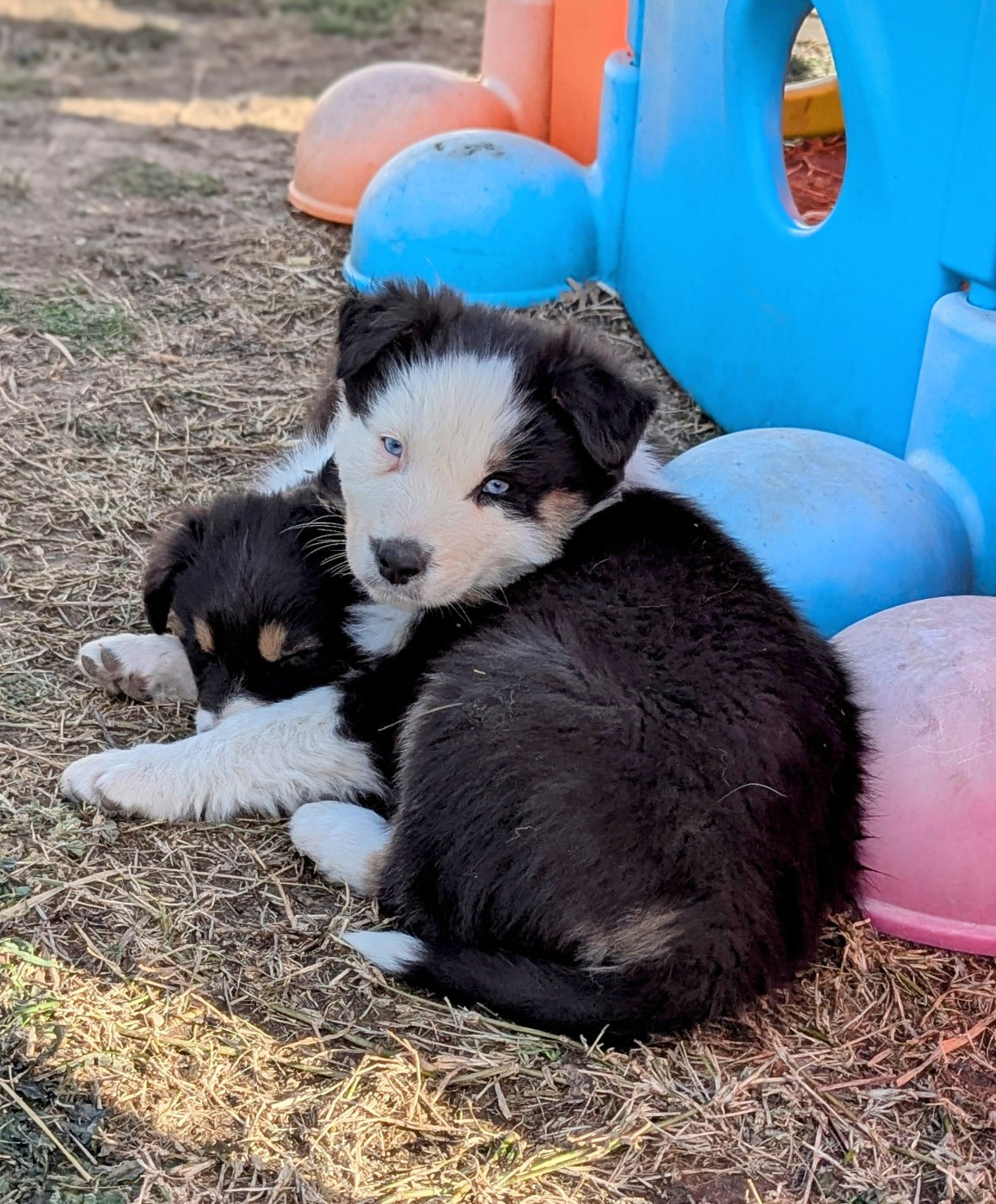 Des Crocs Du Mas - Chiots disponibles - Berger Australien