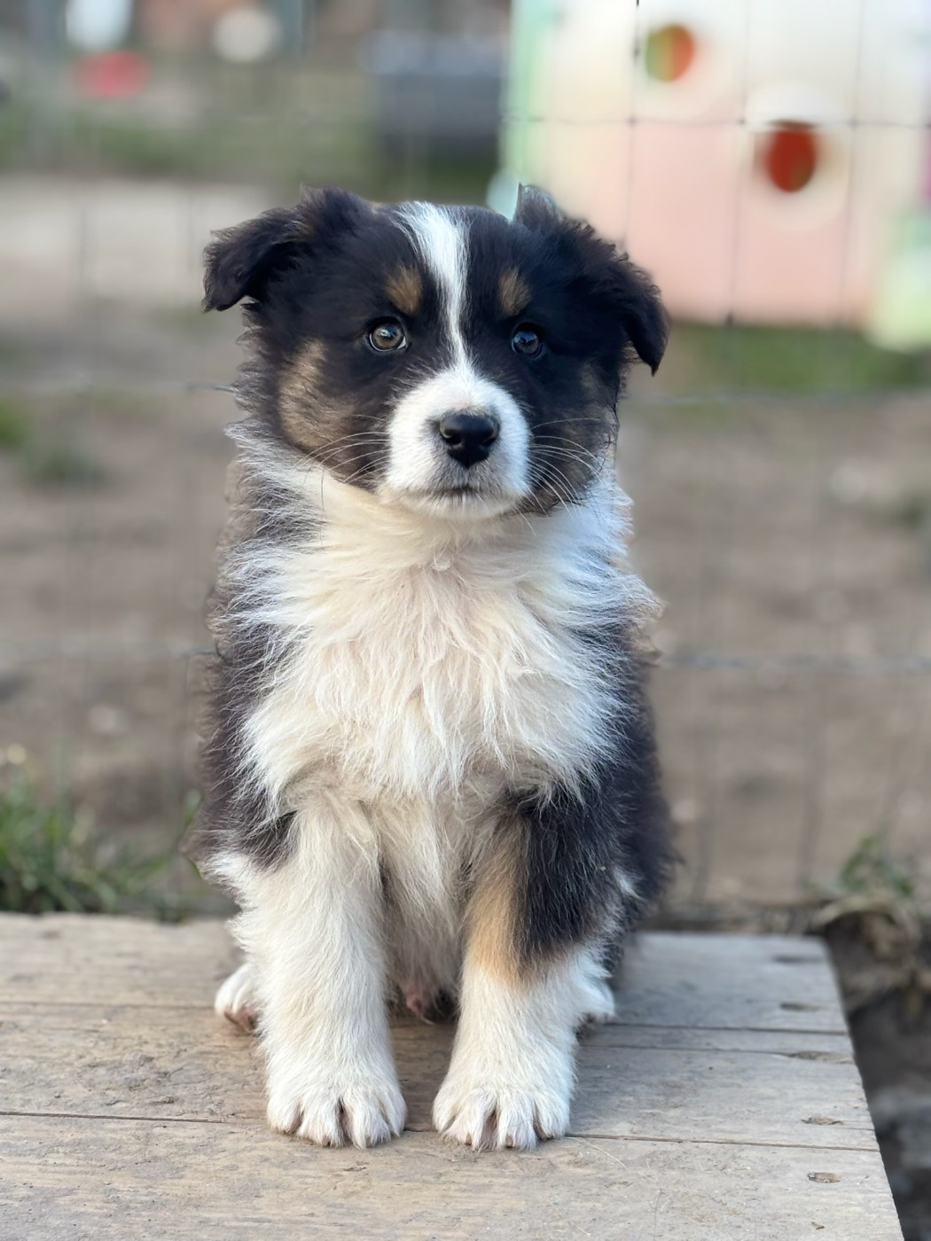 Des Crocs Du Mas - Chiots disponibles - Berger Australien