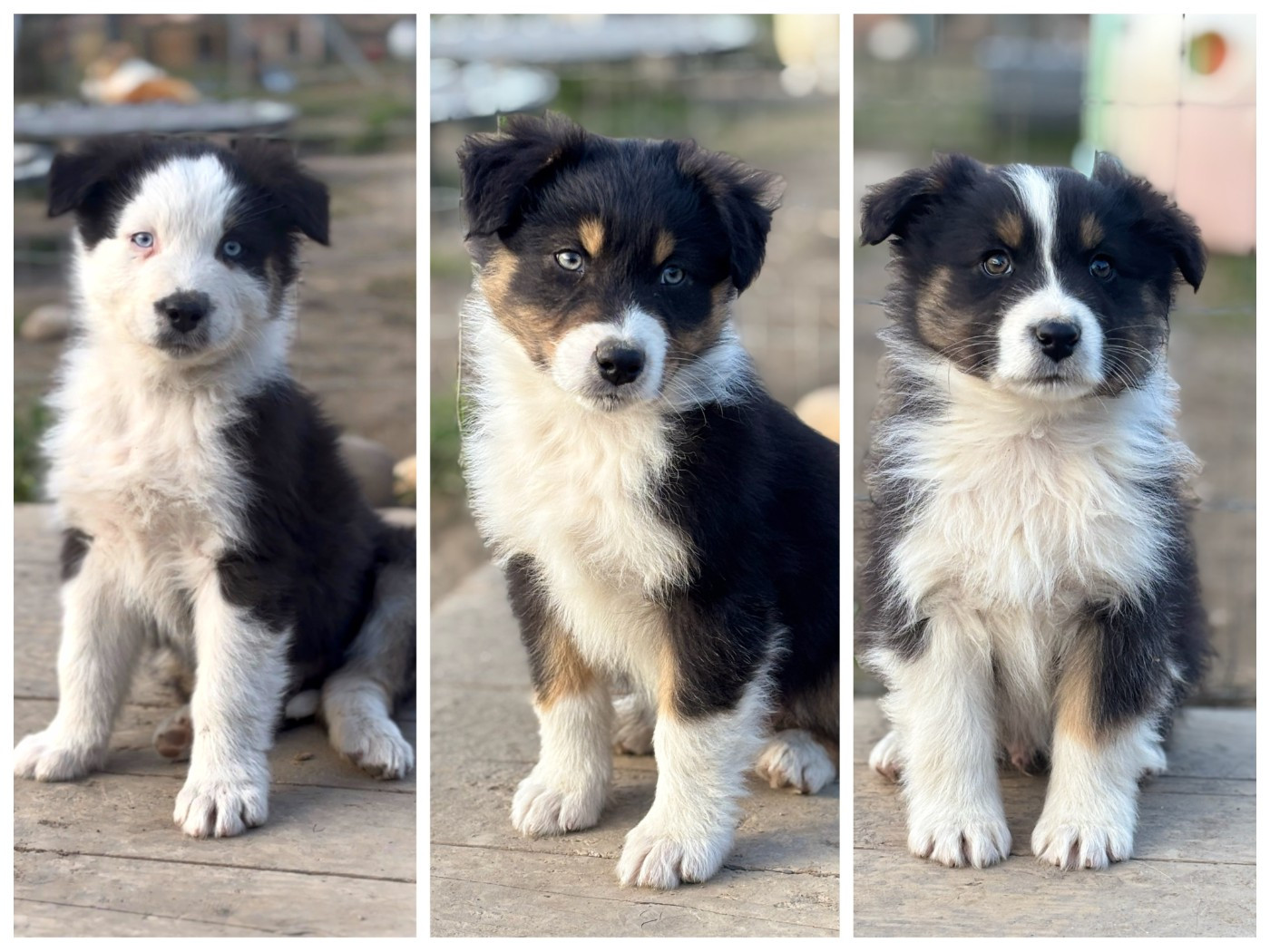 Des Crocs Du Mas - Berger Australien - Portée née le 11/11/2025