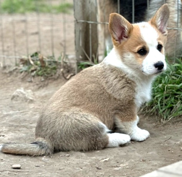 Des Crocs Du Mas - Chiots disponibles - Welsh Corgi Pembroke
