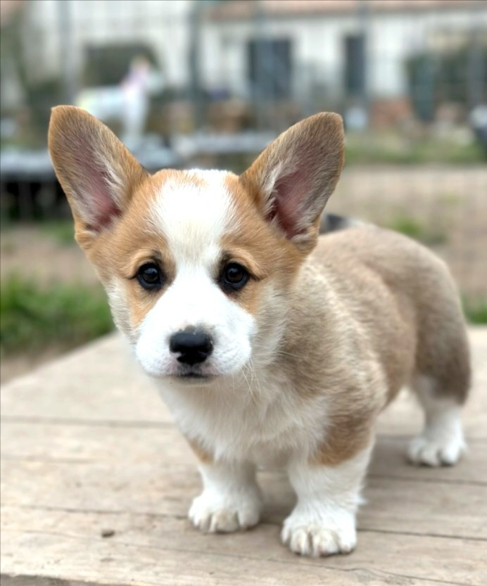 Chiot Welsh Corgi Pembroke Des Crocs Du Mas