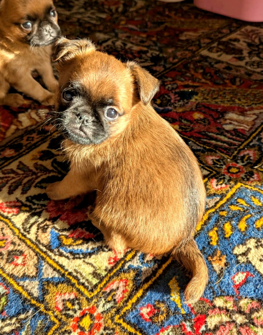 Des Crocs Du Mas - Chiots disponibles - Petit Brabançon