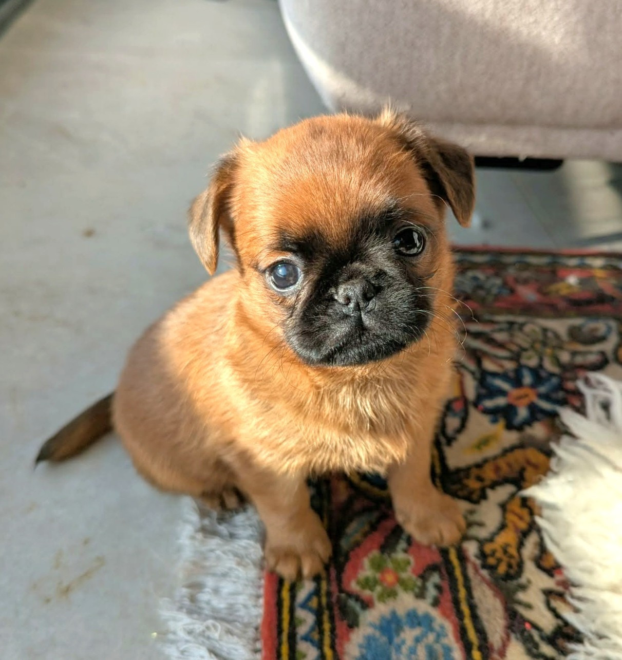 Des Crocs Du Mas - Chiots disponibles - Petit Brabançon