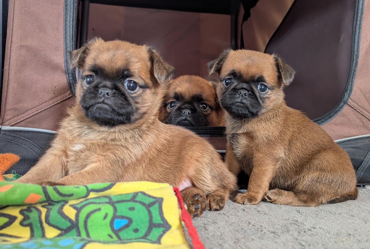Chiot Petit Brabançon Des Crocs Du Mas