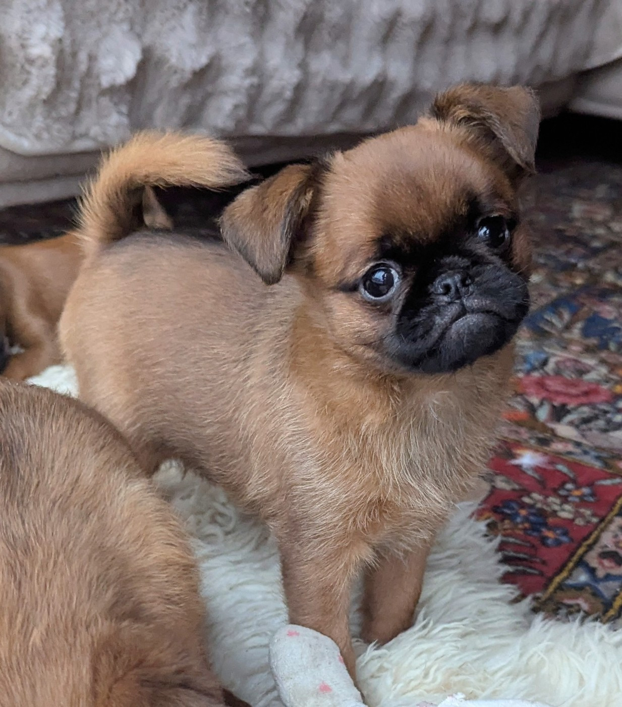 Des Crocs Du Mas - Chiots disponibles - Petit Brabançon