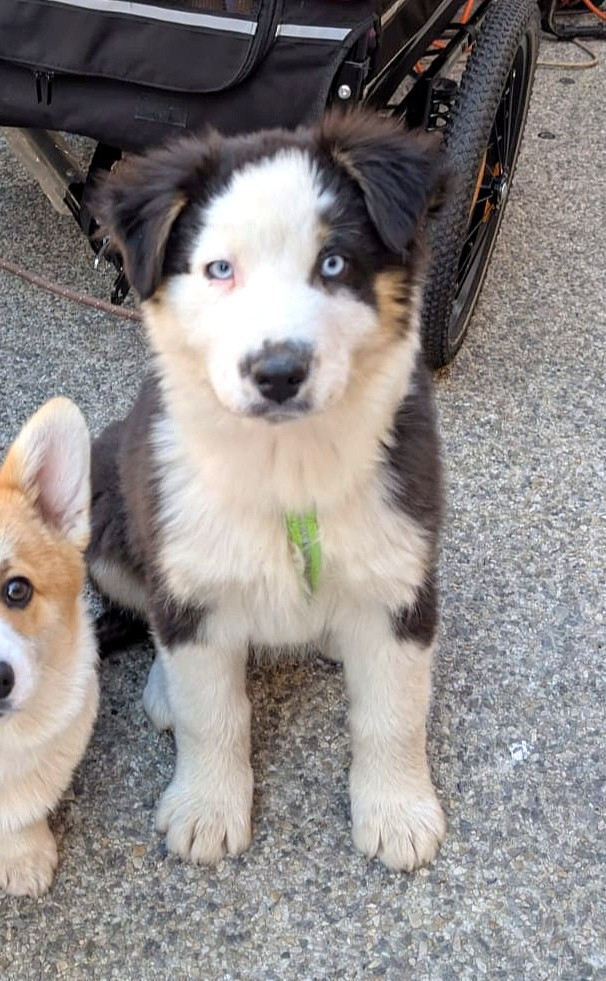 Des Crocs Du Mas - Berger Australien - Portée née le 11/11/2025