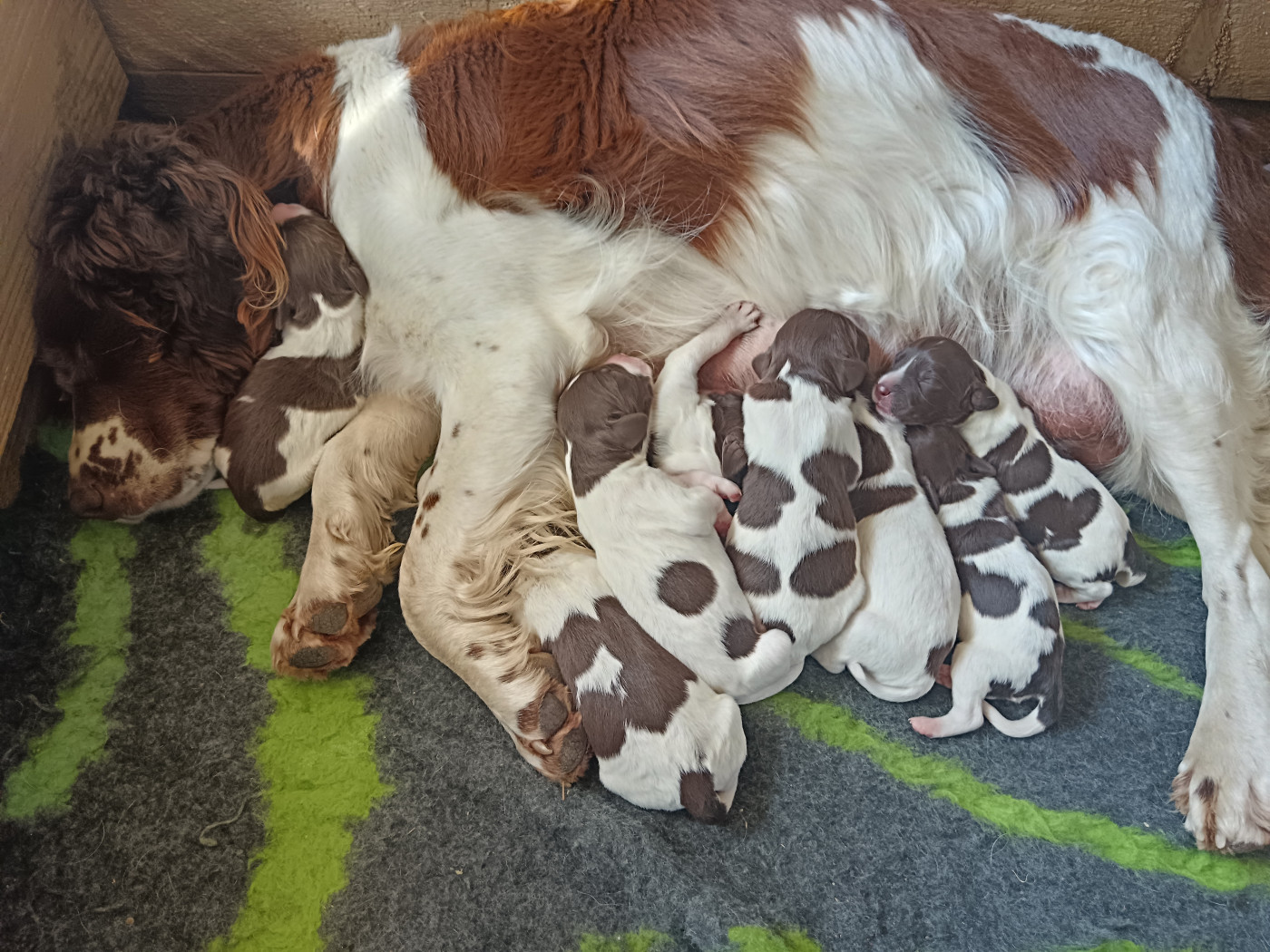 Des Crocs Du Mas - English Springer Spaniel - Portée née le 08/04/2026