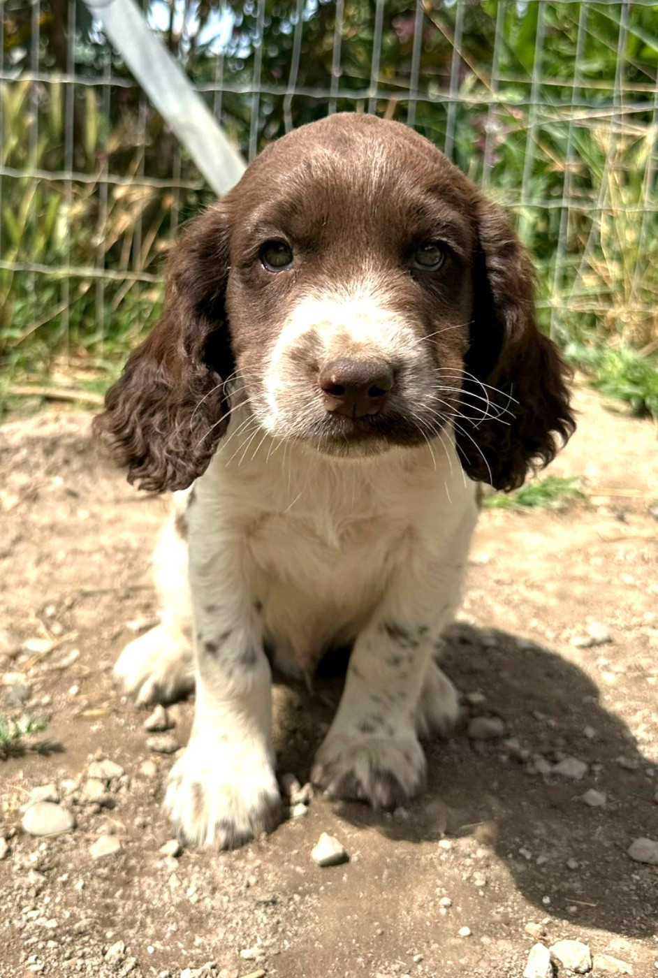 Des Crocs Du Mas - Chiots disponibles - English Springer Spaniel