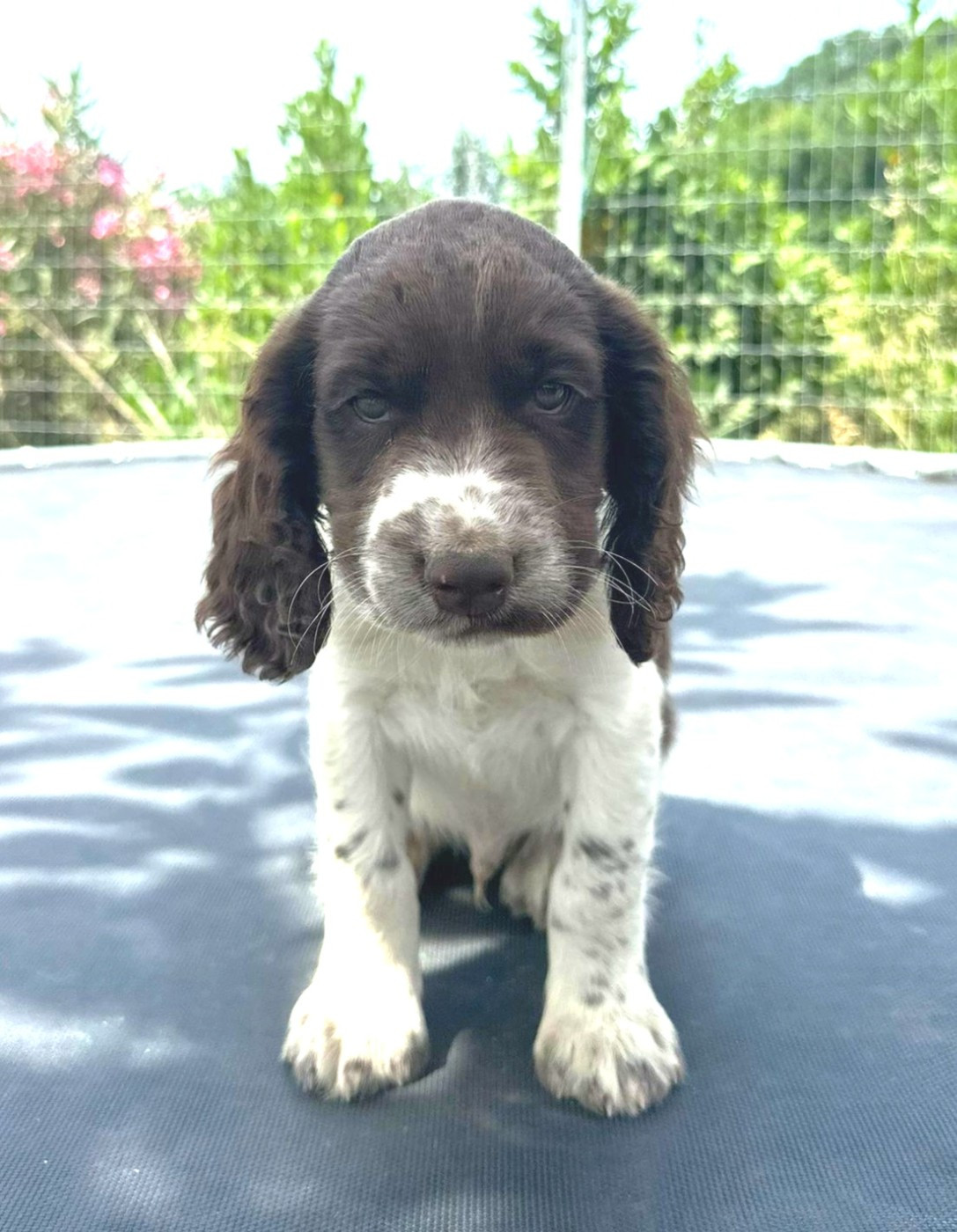 Des Crocs Du Mas - Chiots disponibles - English Springer Spaniel