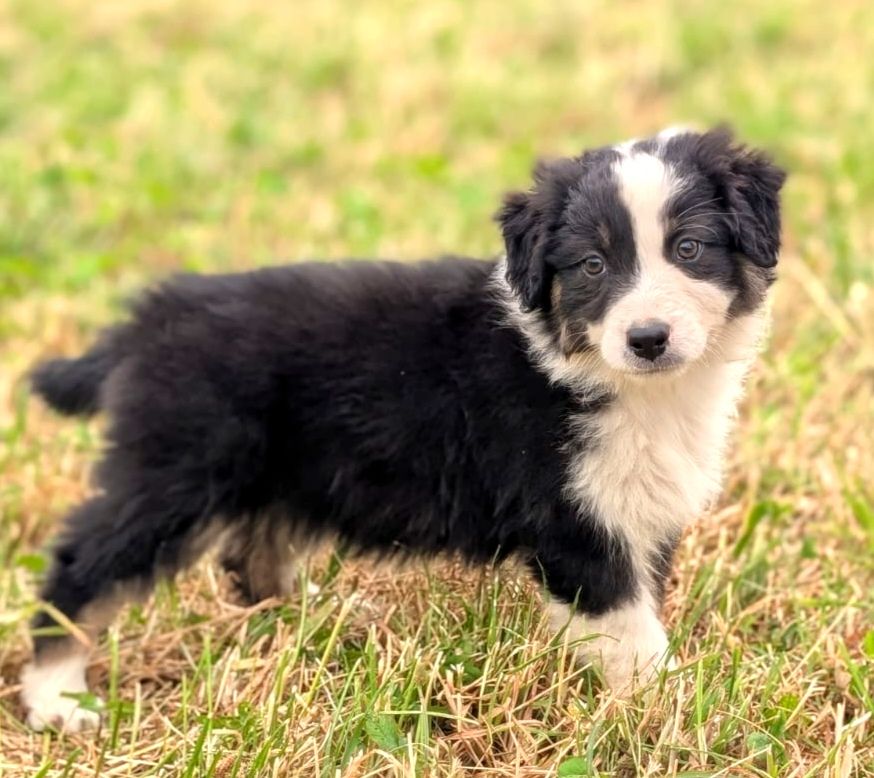 Des Crocs Du Mas - Chiots disponibles - Berger Australien