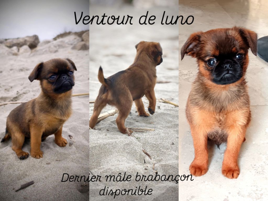 Chiot Petit Brabançon Des Crocs Du Mas