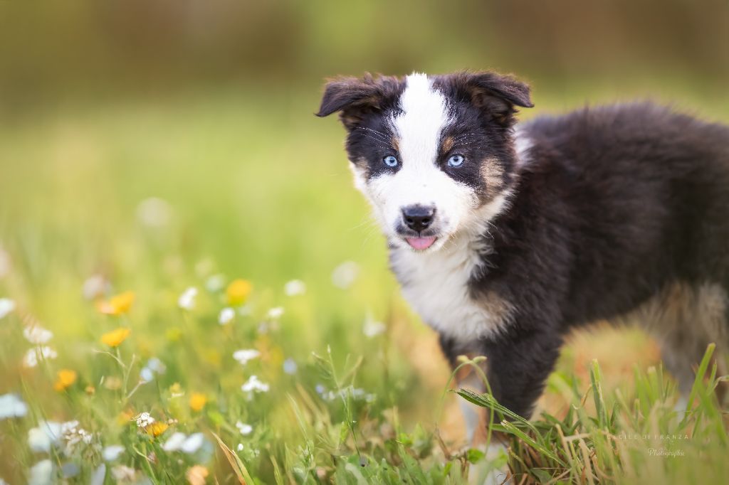 Chiot Berger Australien Des Crocs Du Mas
