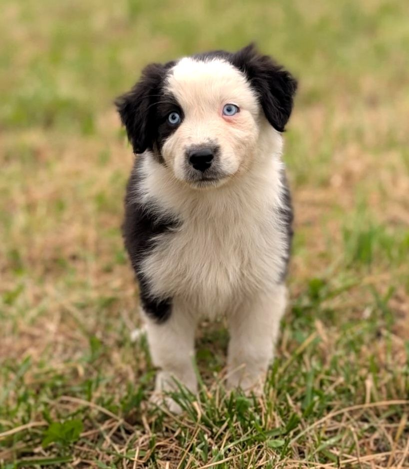 Des Crocs Du Mas - Chiots disponibles - Berger Australien
