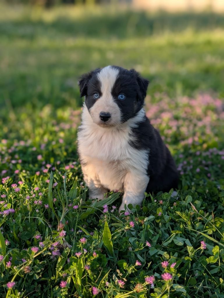 Des Crocs Du Mas - Chiots disponibles - Berger Australien