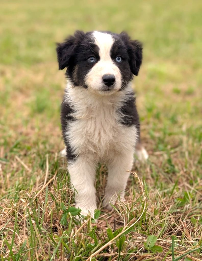 Des Crocs Du Mas - Chiots disponibles - Berger Australien