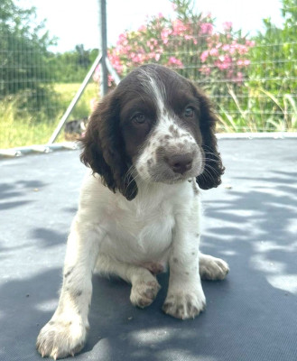 Chiot N°4