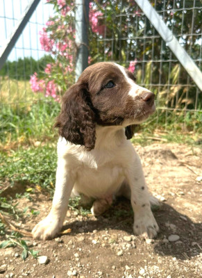 Chiot N°1