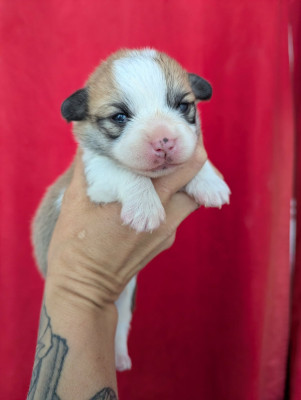 Chiot N°1