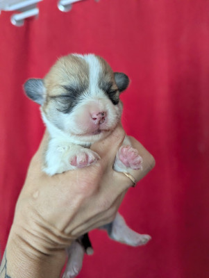 Chiot N°2