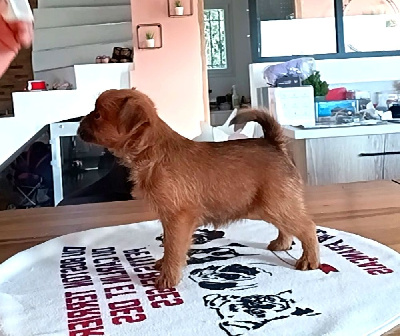 CHIOT 4