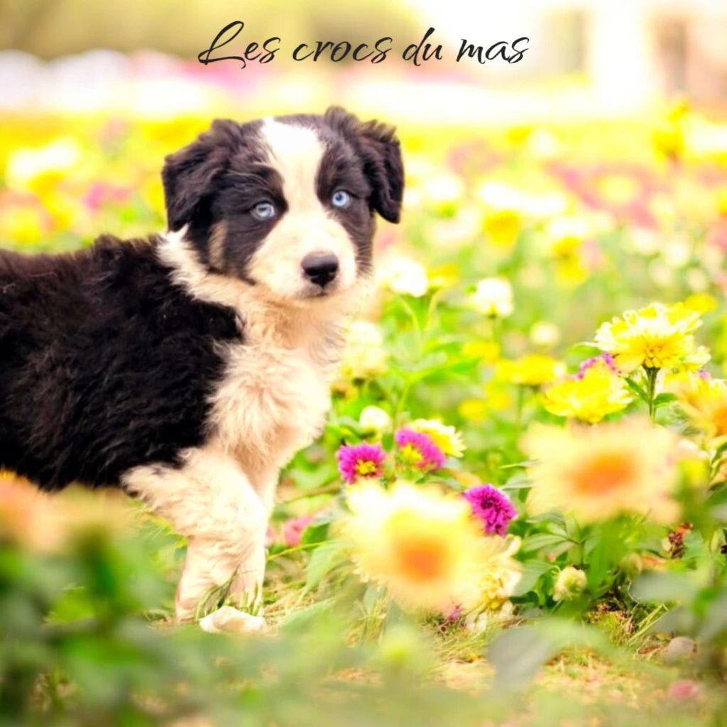 Des Crocs Du Mas - Chiots disponibles - Berger Australien