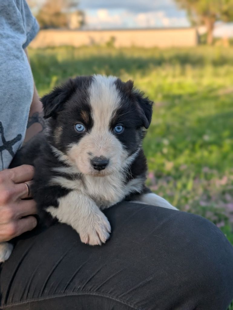Des Crocs Du Mas - Chiots disponibles - Berger Australien
