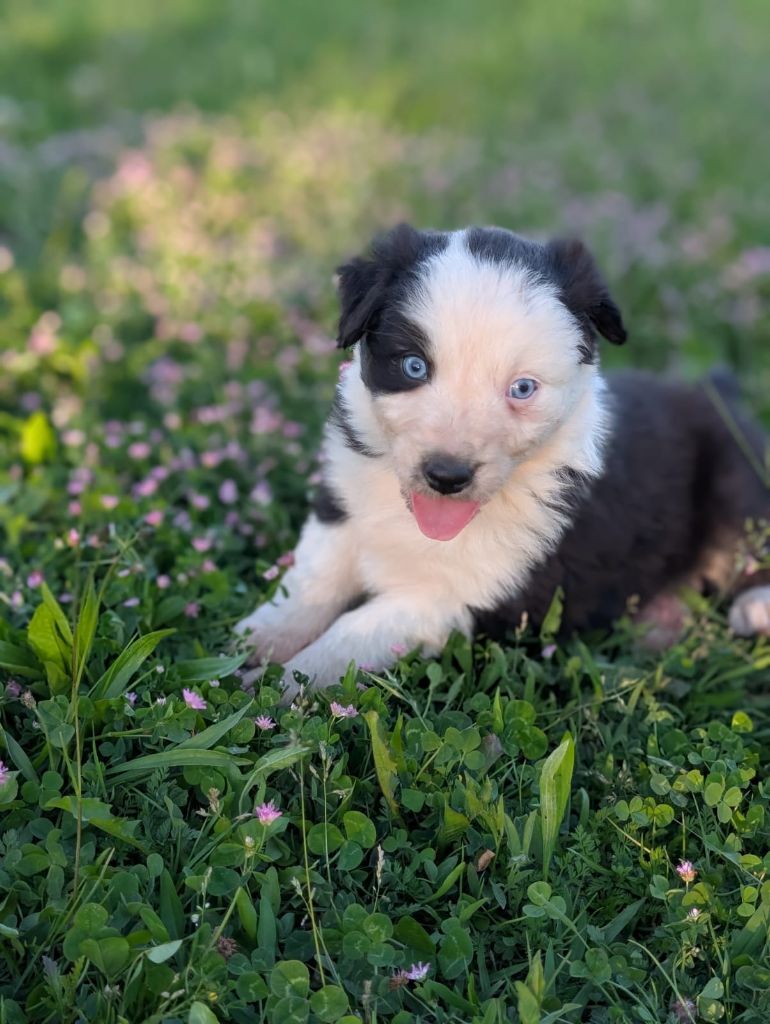 Des Crocs Du Mas - Chiots disponibles - Berger Australien