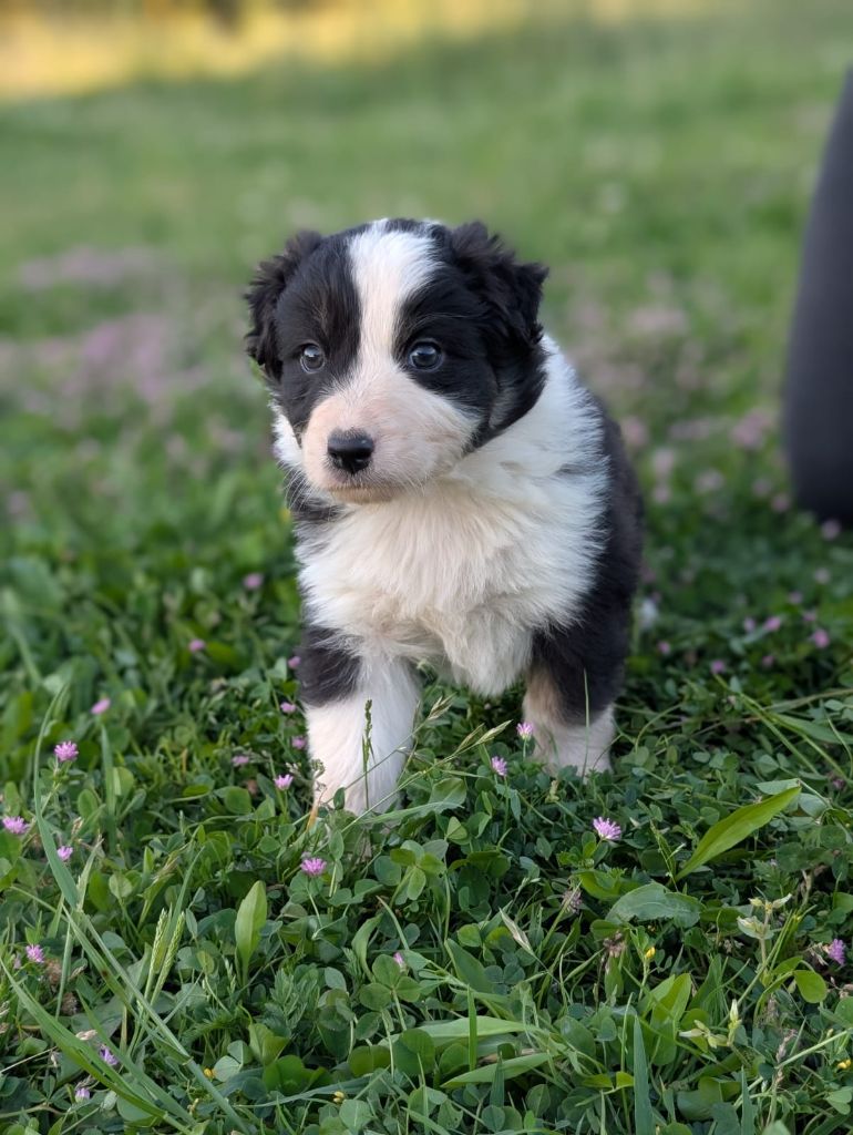 Des Crocs Du Mas - Chiots disponibles - Berger Australien
